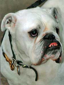 bulldog